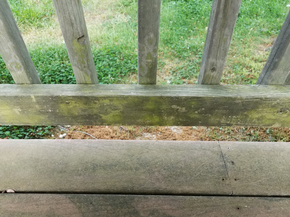 worn discolored wood deck with green algae