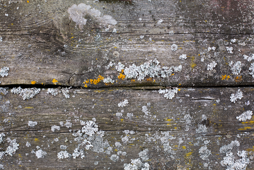 Old wood covered with leafy lichens. Wood aged damage